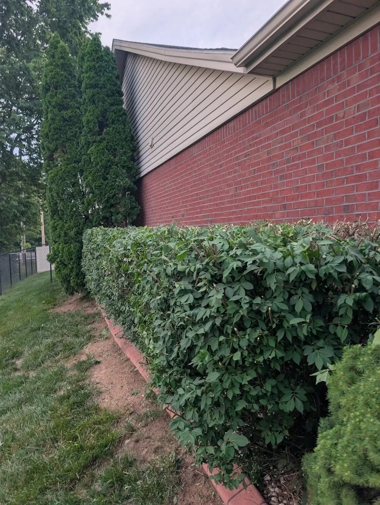 Shrub & hedge trimming project from Prime Neighborhood Services